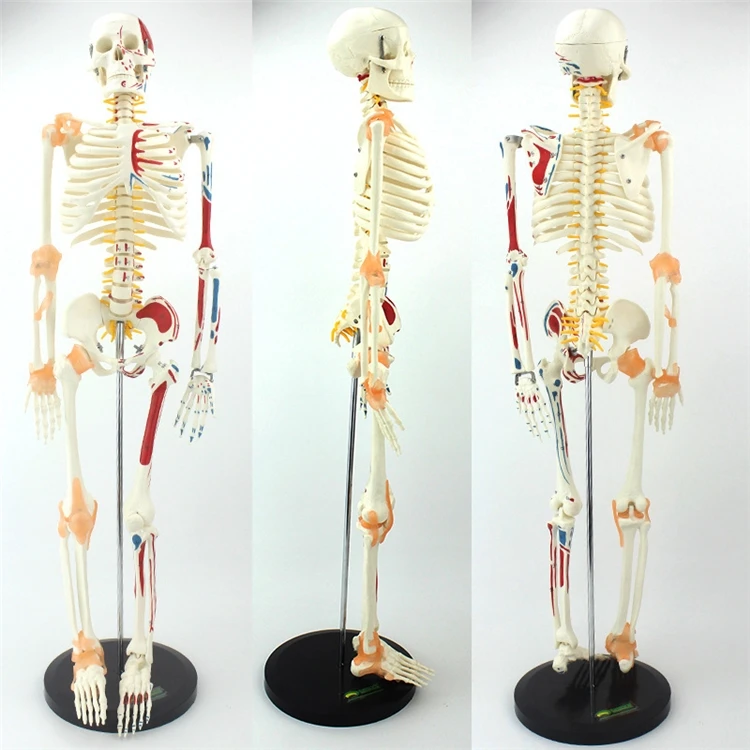 Medical Lab Upgrade - 【สินค้าขายดี】โครงกระดูกมนุษย์จำลองขนาดเท่าคนจริง คุณภาพสูง สำหรับการศึกษาทางการแพทย์ พร้อมกล้ามเนื้อและเอ็น รุ่นปรับปรุงใหม่ สูง