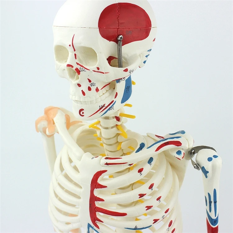 【สินค้าขายดี】โครงกระดูกมนุษย์จ - Medical Lab Upgrade บทวิจารณ์และราคา